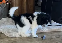 Sammy, a male Miniature Aussiedoodle for sale in Victorville, CA – Photo 3 of 7