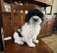 Sammy, a male Miniature Aussiedoodle for sale in Victorville, CA – Photo 6 of 7