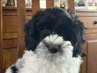 Sammy, a male Miniature Aussiedoodle for sale in Victorville, CA – Photo 7 of 7
