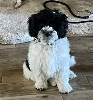 Sammy, a male Miniature Aussiedoodle for sale in Victorville, CA – Photo 5 of 7