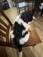 Sammy, a male Miniature Aussiedoodle for sale in Victorville, CA – Photo 4 of 7