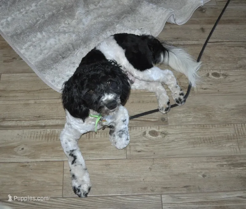 Sammy – Miniature Aussiedoodle puppy for sale in Victorville, CA