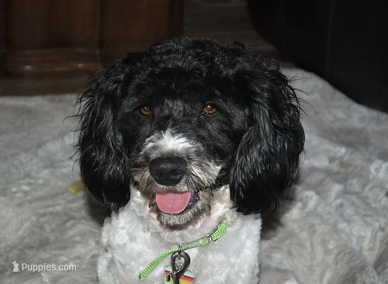 Sammy – Miniature Aussiedoodle puppy for sale in Victorville, CA