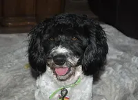 Sammy, a male Miniature Aussiedoodle for sale in Victorville, CA – Photo 3 of 3