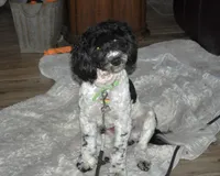 Sammy, a male Miniature Aussiedoodle for sale in Victorville, CA – Photo 2 of 3