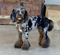 Blue Merle Tan Point, a female Cockapoo for sale in Victorville, CA – 2 of 10