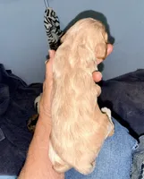 Apricot Cream, a female Cockapoo for sale in Victorville, CA – 2 of 5
