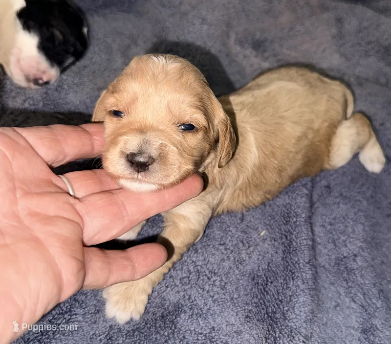 Apricot Cream – Cockapoo puppy for sale in Victorville, CA