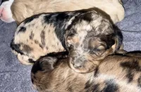 Blue Merle Tan Point, a female Cockapoo for sale in Victorville, CA – 10 of 10