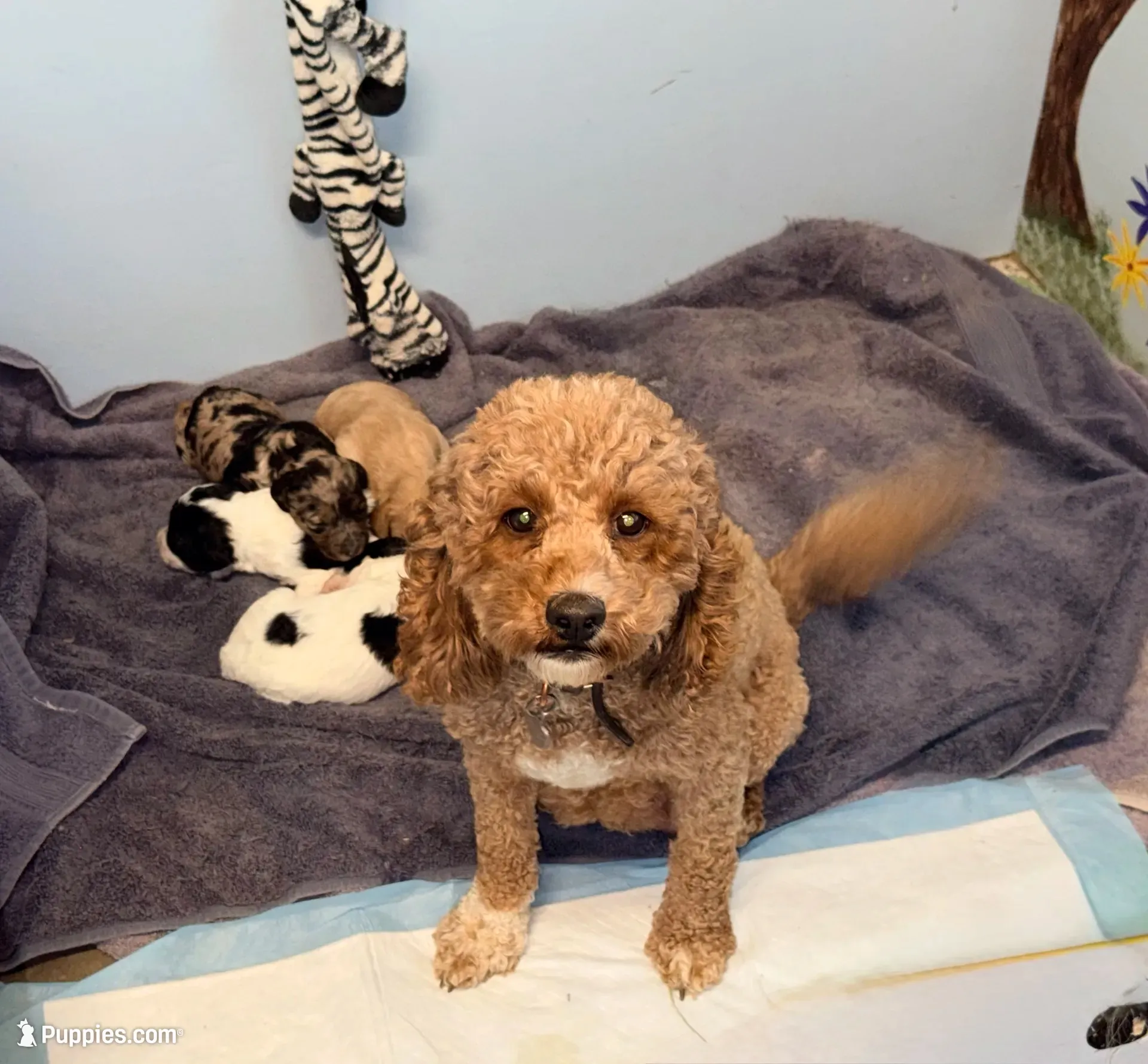Blue Merle Tan Point, a female Cockapoo for sale in Victorville, CA – 3 of 10