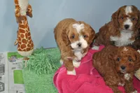 processed/6e91618c-c563-4edd-8ca8-691061a52aa9/listing/f063b1bf-a8cc-4dba-aa44-d9e8c1aac437/14b08043-9b00-40e4-802a-432fe46f1c05