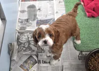 processed/6e91618c-c563-4edd-8ca8-691061a52aa9/listing/f063b1bf-a8cc-4dba-aa44-d9e8c1aac437/9b41dbce-c0c8-4b97-bf08-4f3e7b5c90ca