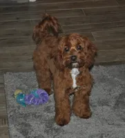 processed/6e91618c-c563-4edd-8ca8-691061a52aa9/listing/f063b1bf-a8cc-4dba-aa44-d9e8c1aac437/b5389568-07e3-4b2a-b531-ca671a09855e