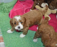 processed/6e91618c-c563-4edd-8ca8-691061a52aa9/listing/f063b1bf-a8cc-4dba-aa44-d9e8c1aac437/fdb981ea-7b54-4eb4-a772-b6ab83a511da