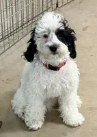 Black and white Parti, a male Cockapoo for sale in Victorville, CA – 2 of 6