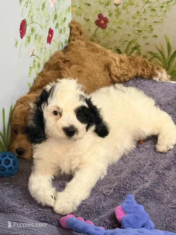 Black and white Parti – Cockapoo puppy for sale in Victorville, CA