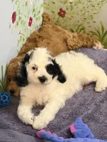 Black and white Parti, a male Cockapoo for sale in Victorville, CA – 2 of 5