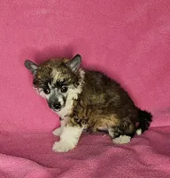 AKC Ali, a female Chinese Crested for sale in Hagan, GA – Photo 4 of 4