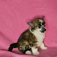 AKC Ali, a female Chinese Crested for sale in Hagan, GA – Photo 3 of 4