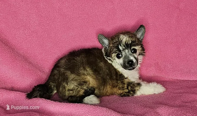 AKC Ali, a female Chinese Crested for sale in Hagan, GA – Photo 1 of 4