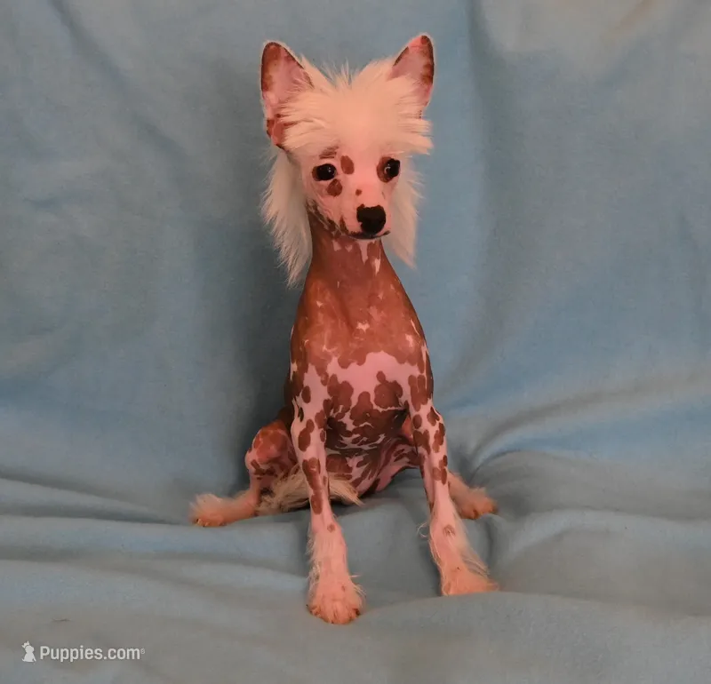 Loki – Chinese Crested puppy for sale in Hagan, GA