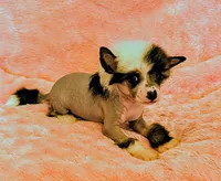 AKC Gracie, a female Chinese Crested for sale in Hagan, GA – Photo 1 of 3