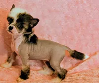 AKC Gracie, a female Chinese Crested for sale in Hagan, GA – Photo 2 of 3