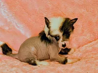 AKC Gracie, a female Chinese Crested for sale in Hagan, GA – Photo 3 of 3