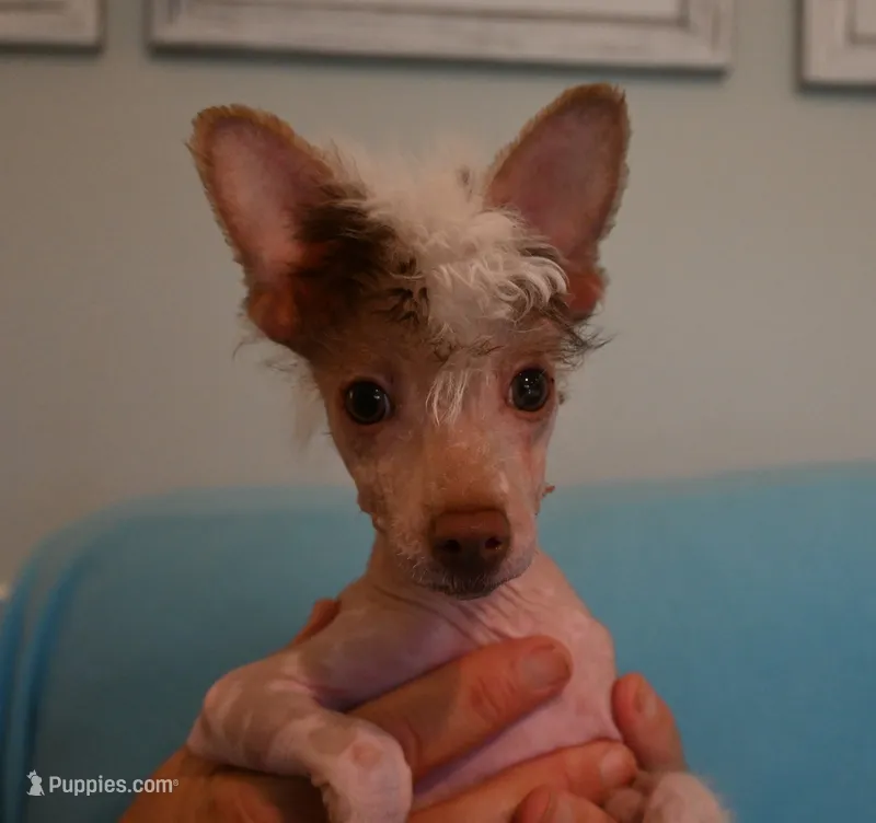 Tucker – Chinese Crested puppy for sale in Hagan, GA
