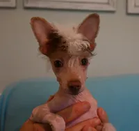 Tucker, a male Chinese Crested for sale in Hagan, GA – 1 of 5