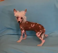 Loki, a male Chinese Crested for sale in Hagan, GA – 2 of 5