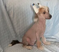 AKC Kerin, a male Chinese Crested for sale in Hagan, GA – Photo 1 of 4