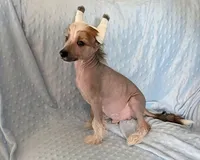 AKC Kerin, a male Chinese Crested for sale in Hagan, GA – Photo 4 of 4