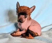 AKC ulker, a male Chinese Crested for sale in Hagan, GA – Photo 3 of 4