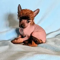 AKC ulker, a male Chinese Crested for sale in Hagan, GA – Photo 2 of 4