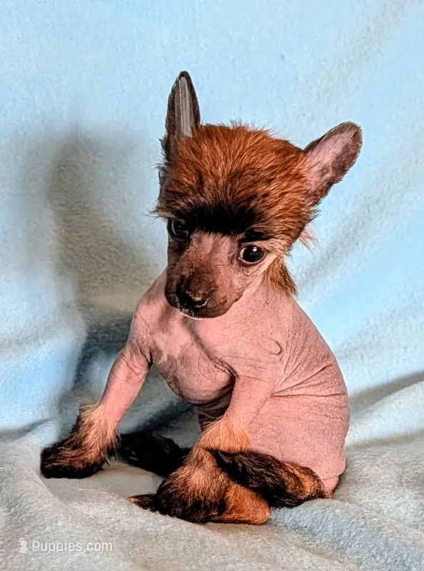 AKC ulker – Chinese Crested puppy for sale in Hagan, GA