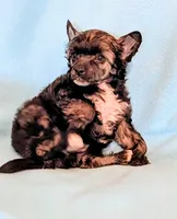 ACK Peanut, a male Chinese Crested for sale in Hagan, GA – Photo 1 of 2