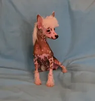 Loki, a male Chinese Crested for sale in Hagan, GA – 4 of 5