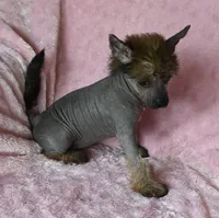 CoCo, a female Chinese Crested for sale in Hagan, GA – Photo 2 of 3