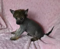CoCo, a female Chinese Crested for sale in Hagan, GA – Photo 3 of 3