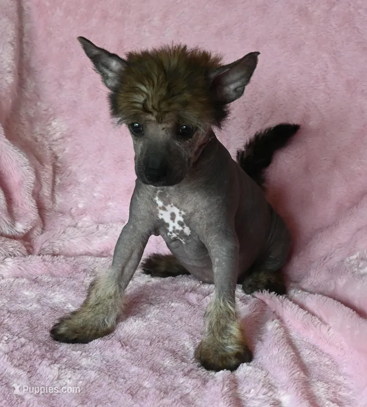 CoCo, a female Chinese Crested for sale in Hagan, GA – Photo 1 of 3