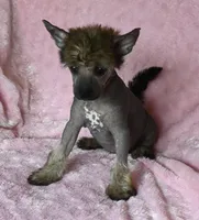 CoCo, a female Chinese Crested for sale in Hagan, GA – Photo 1 of 3