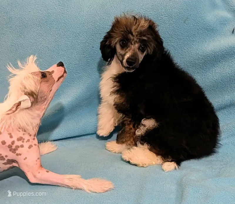 AKC Ellis – Chinese Crested puppy for sale in Hagan, GA
