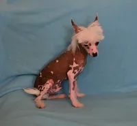 Loki, a male Chinese Crested for sale in Hagan, GA – 3 of 5