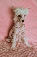 AKC Sprinkles, a female Chinese Crested for sale in Hagan, GA – Photo 2 of 3
