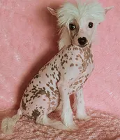 AKC Sprinkles, a female Chinese Crested for sale in Hagan, GA – Photo 1 of 3
