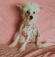 AKC Sprinkles, a female Chinese Crested for sale in Hagan, GA – Photo 3 of 3