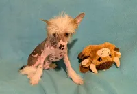 AKC Choco, a male Chinese Crested for sale in Hagan, GA – Photo 2 of 2