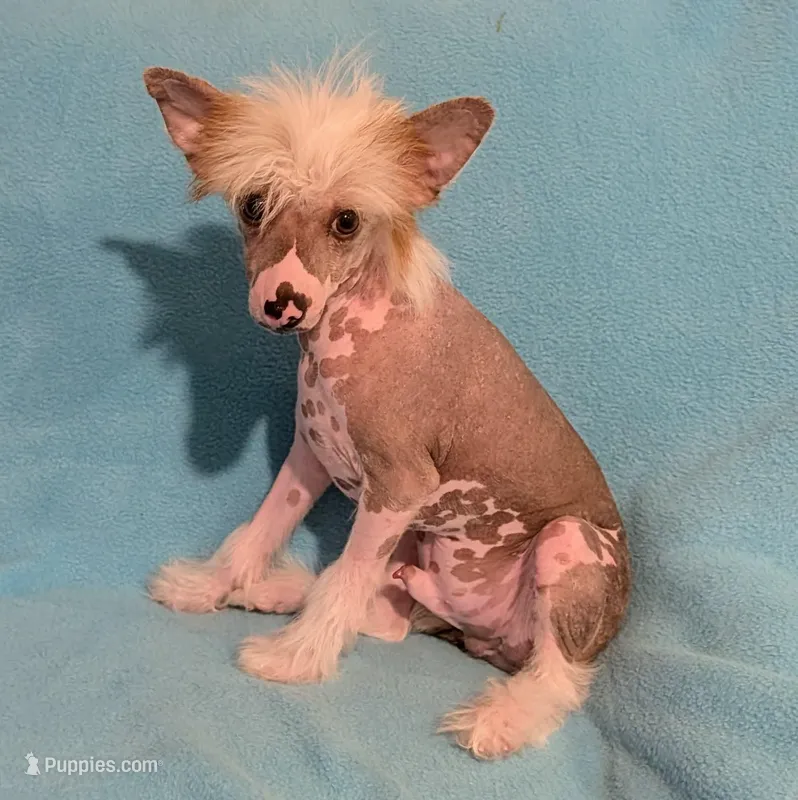 AKC Choco, a male Chinese Crested for sale in Hagan, GA – Photo 1 of 2