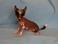 Axel, a male Chinese Crested for sale in Hagan, GA – 4 of 4